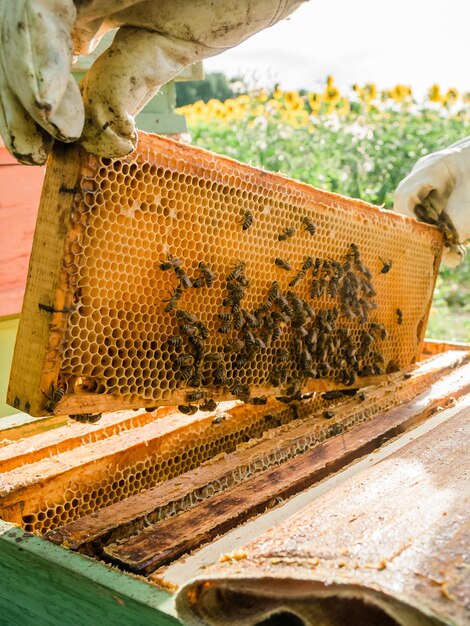 Beekeeper removing honeycomb from beehive Person in beekeeper suit taking honey from hive Farmer wearing bee suit working with honeycomb in apiary Beekeeping in countryside Organic farming