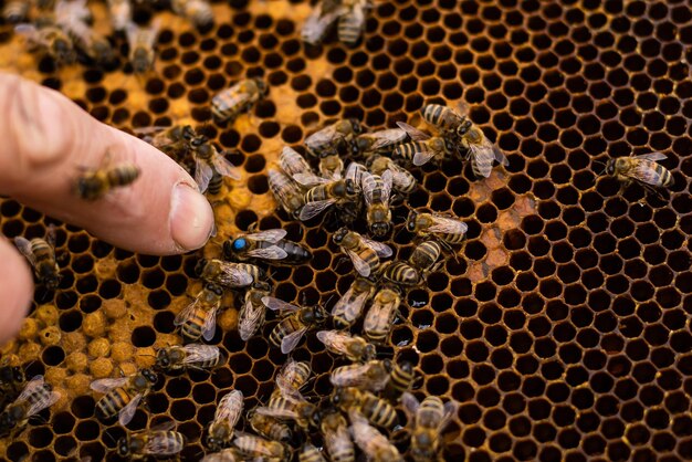 рука пчеловода держит пустые съеденные соты.