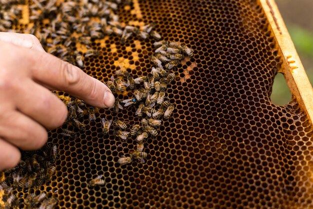 養蜂家の手は空の食べられた蜂の巣を持っています。