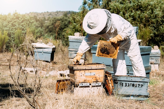 Beekeeper working collect honey. Beekeeping concept.