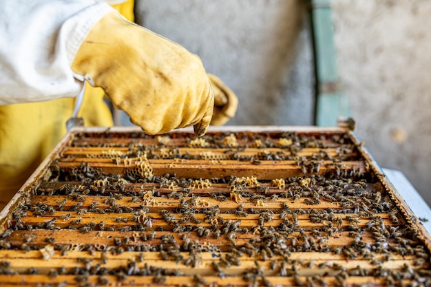 Foto apicoltore che lavora per raccogliere miele coltivatore che esamina l'alveare concetto di apicoltura