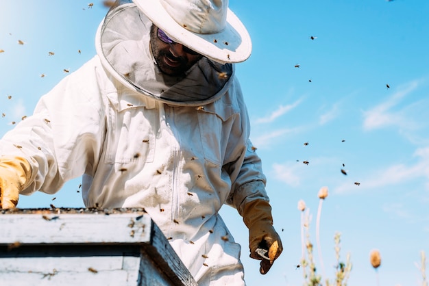 Beekeeper working collect honey