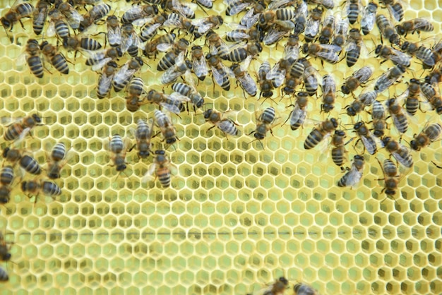 彼の蜂蜜のフレームを保持している彼の蜂蜜で働く養蜂家