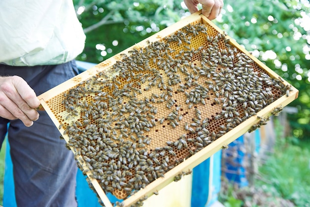 Beekeeper working in his apiary holding honeycomb frame