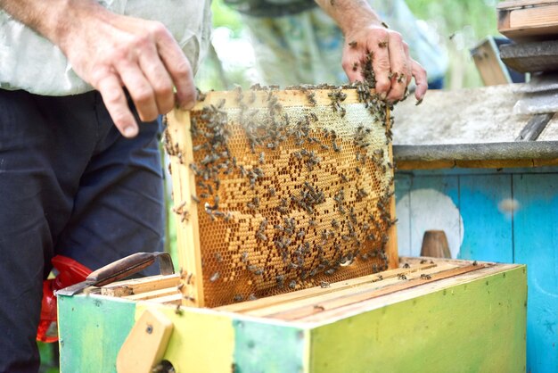 Apicoltore che lavora nel suo apiario con una cornice a nido d'ape