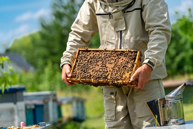 Beekeeper working with wooden frames. Harvesting professional yummy honey.