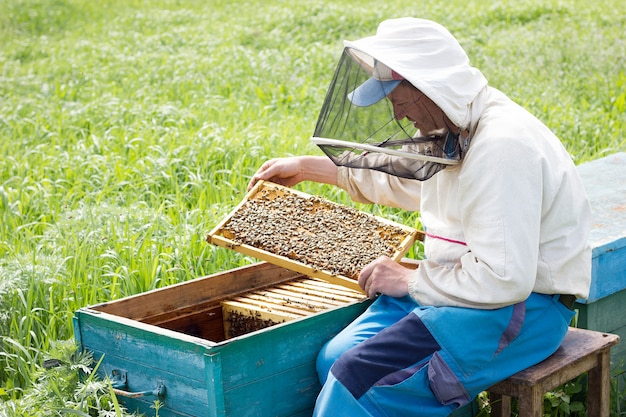 A beekeeper works to collect honey. Beekeeping concept. Beekeeper works with honey frames