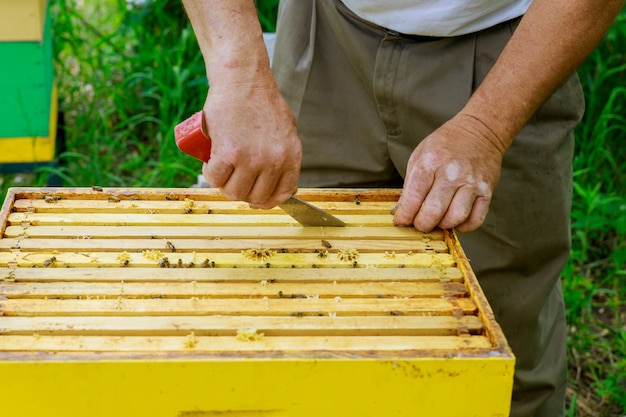 Beekeeper works on takes out frames with honeycombs for check of filling with honey