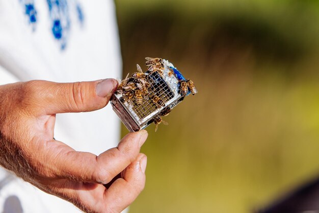 Beekeeper works with bees and beehives in the apiary Beekeeping concept