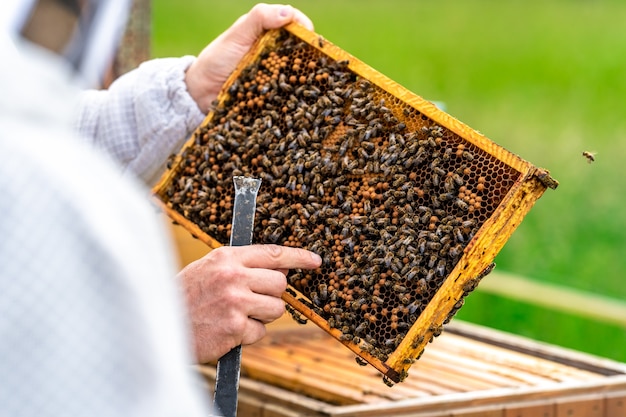 Beekeepers inspect bees on a wax frame in a beekeeping