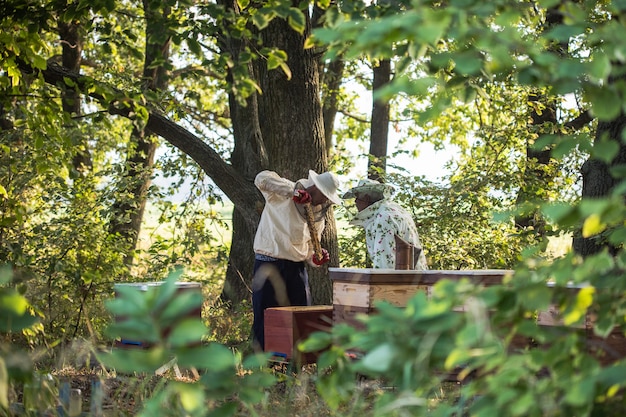 Beekeepers is working with bees and beehives on the apiary Authentic scene of life in garden