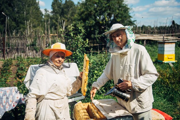 Beekeepers near beehive to ensure health of bee colony or honey harvest. Beekeepers in protective workwear inspecting honeycomb frame at apiary. Two elderly farmers collect organic honey.