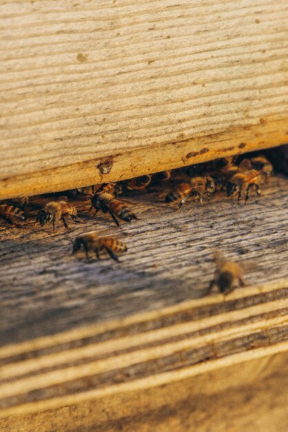 Photo beekeepers