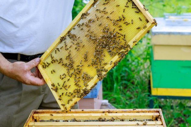 L'apicoltore apicoltore lavora con le api vicino agli alveari eliminando cornici con favi per l'ispezione