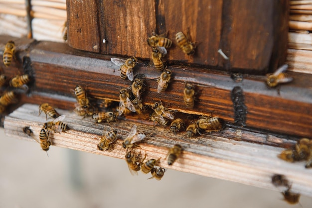 Beekeeping beekeeper at work bees in flight