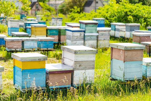 フィールドでのハニカムの天然蜂蜜グループによる養蜂農業