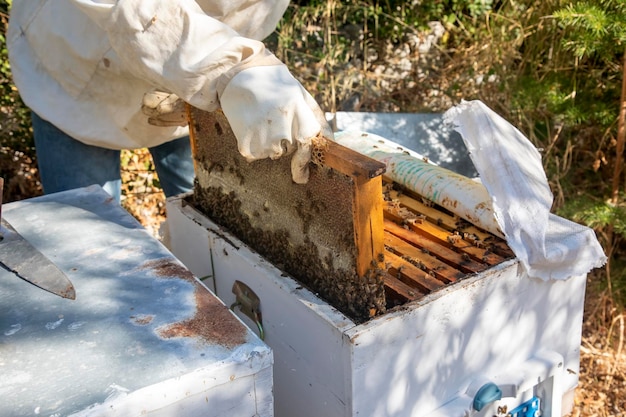 Photo beekeeping, freshly hatched honeycombs with bees from the beehive. honey and bee.