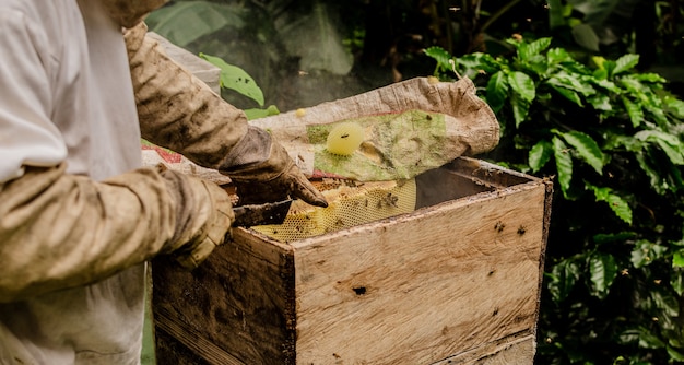 beekeeping in the jungle of Guatemala