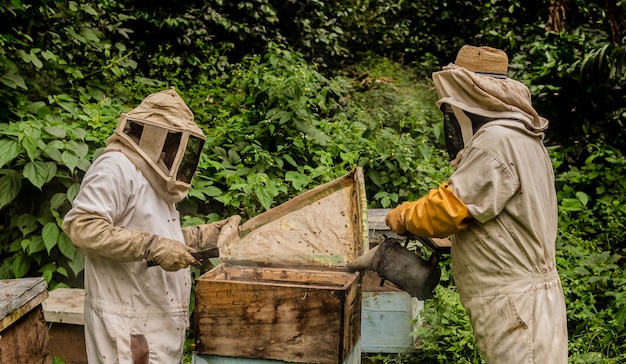 beekeeping in the jungle of Guatemala