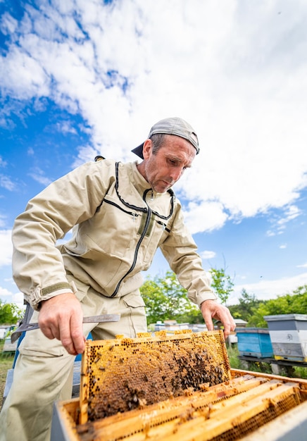 Beekeeping professional farming with wooden frames Apiculture apiarist in protective uniform