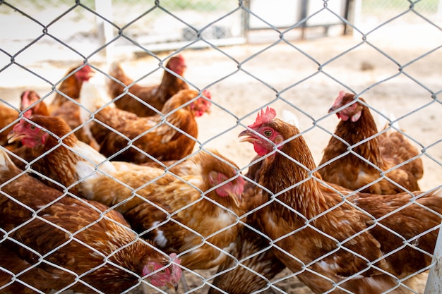 Beeld van bruine kippenkip in het gevogeltelandbouwbedrijf van Kippen. Hongerige kippen op vrije uitloop achter het net.