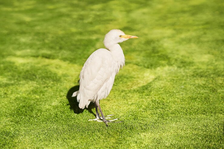 Foto beeld van de aigrettevogel van egypte op groen gras