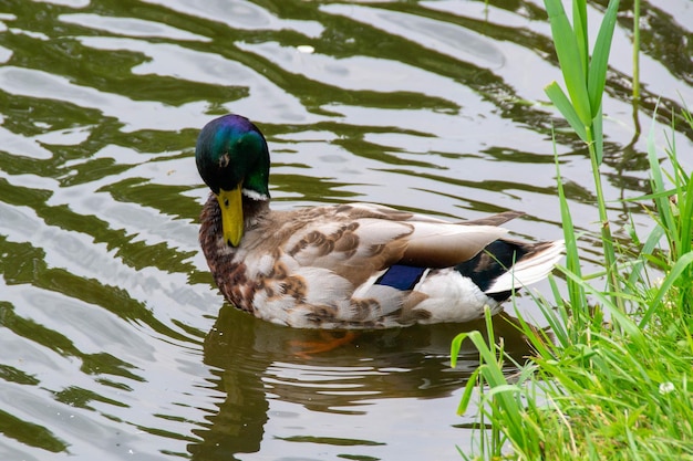 Beeld van een dier een wilde drake en een eend zeilen op een vijver