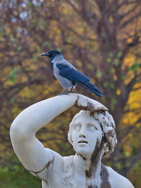 Foto beeld van een vogel die op een boom zit