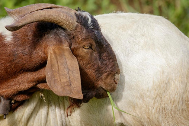 Beeld van geit kauwt gras op de groene weide Farm Animal