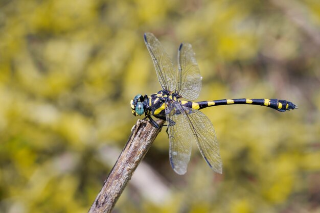 Beeld van gomphidae-libel (Ictinogomphus Decoratus) op droge takken. Insect. Dier