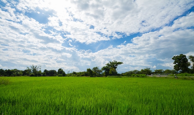 Beeld van groen padieveld met blauwe hemel