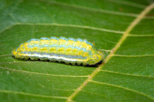 Beeld van groene mot caterpillar op groene bladeren. insect. dier