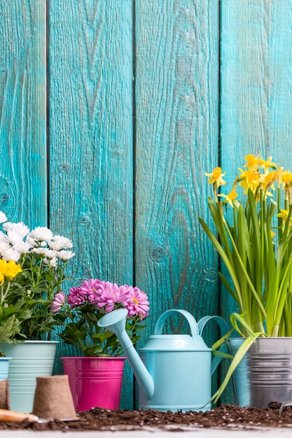 Beeld van kleurrijke chrysanten in potten dichtbij houten omheining