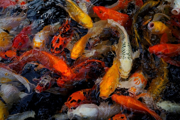 Foto beeld van koivissen in het water