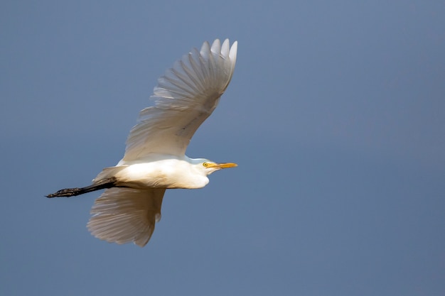 Beeld van Reiger, Moederloog of Aigrette die op hemel vliegen. Witte vogel. Dier.