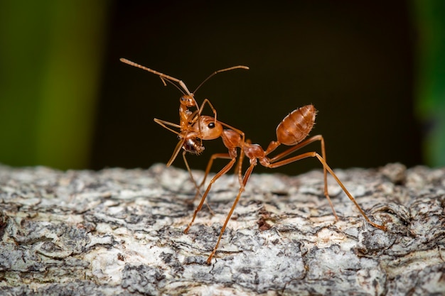 Beeld van rode mier (Oecophylla-smaragdina) op boom. Insect. Dier.