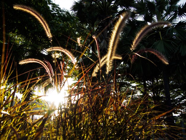 Beeld wazig - hoog gras tegen het zonlicht bij de zonsondergang in de avond