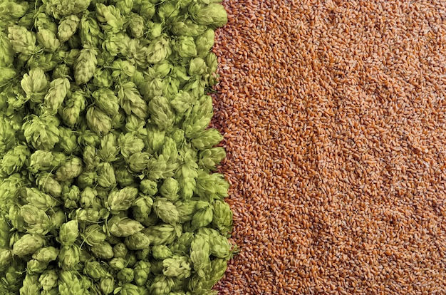 Beer background  with a mix of hops and wheat. Top of the view. Template ready for your showcase.