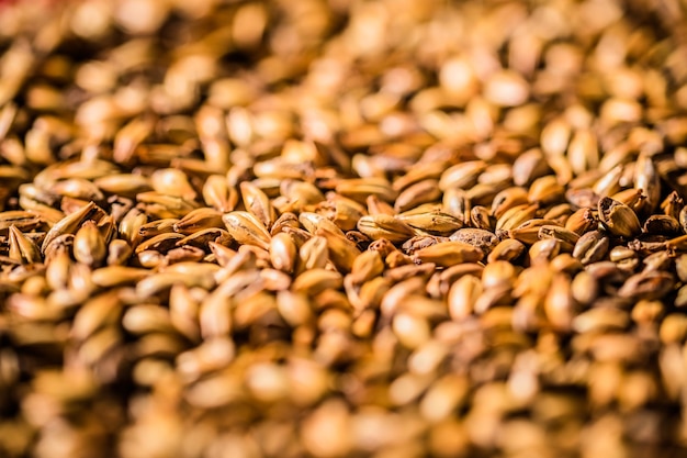 Photo beer barley malted grains macro texture