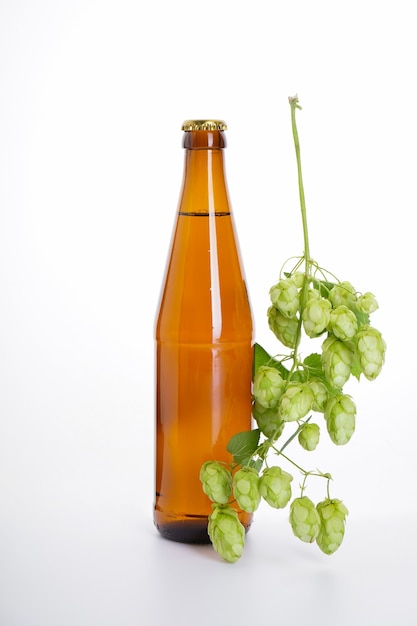 Beer bottle and hops on a white wall.