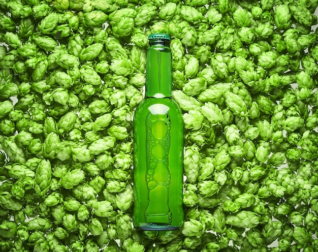 Photo beer bottle lies on hop cones, close up.