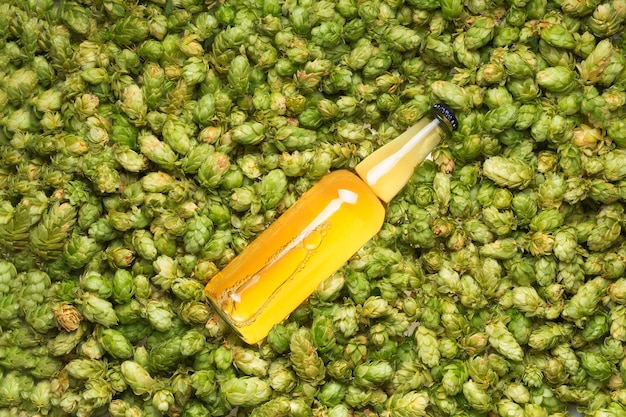 Beer bottle lies on hop cones close up