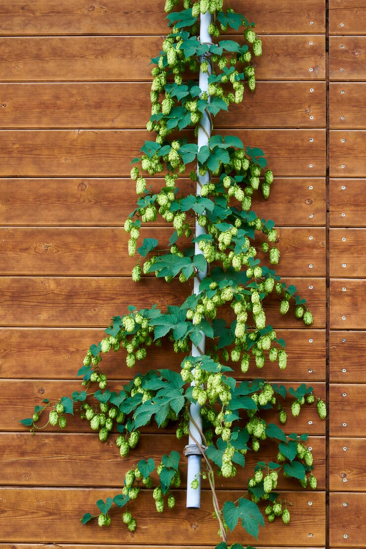 木製の壁にビールが飛び跳ねる