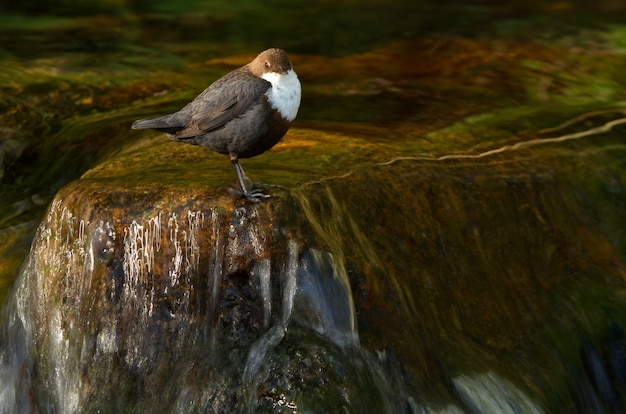 Beer in een kristalheldere rivier, vogels, Cinclus cinclus