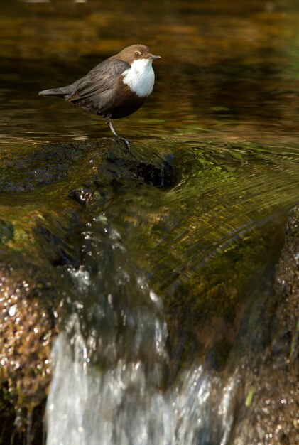 Beer in een kristalheldere rivier, vogels, Cinclus cinclus