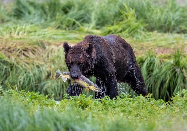 Foto beer met prooi op het gras