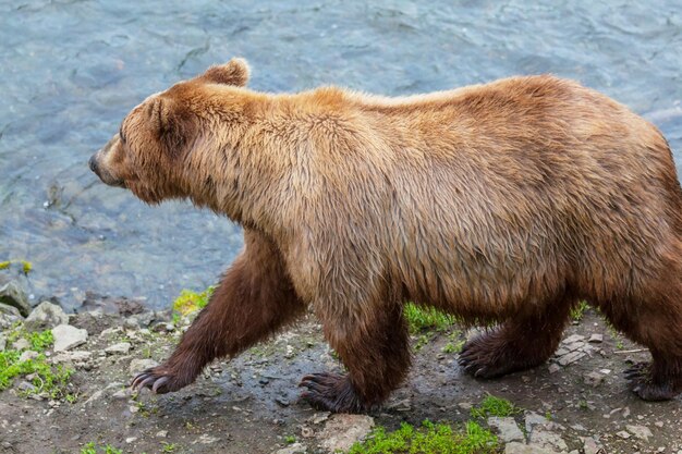 Beer op alaska