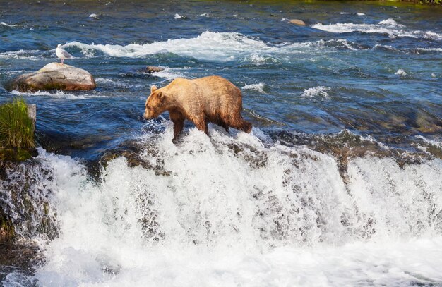 Beer op Alaska