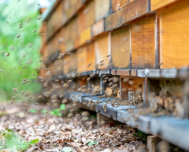 bees and apiary