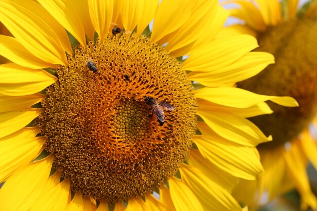 Bees are eating nectar from flowers